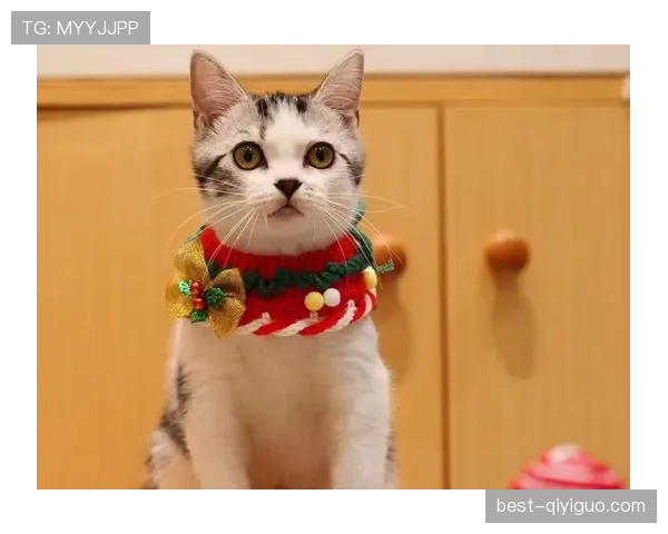 袁悦这生活，工资卡都快养不起她的猫了？